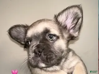 French Bulldog dogs Girl 2 - Ad 21