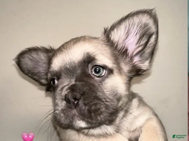 French Bulldog dogs Girl 2 - Ad 24