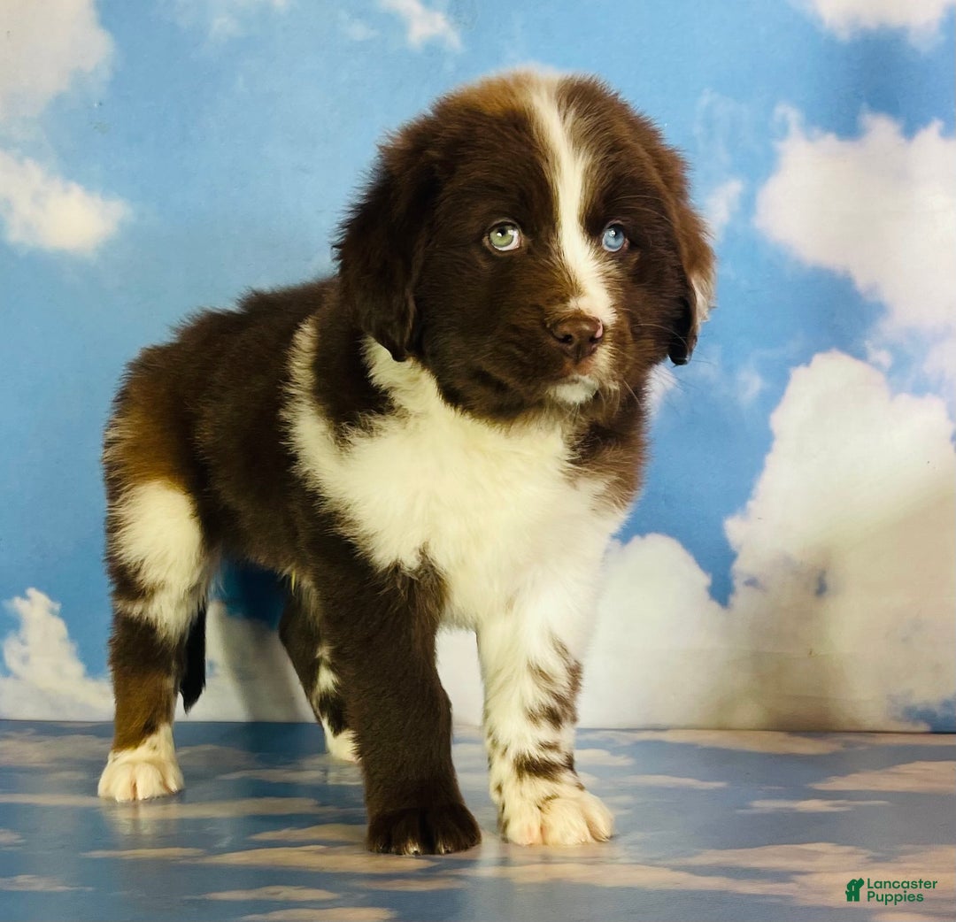 Mixed Breed dogs for sale: Einstein - Ad 2