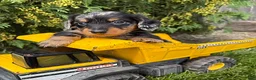 Miniature Dachshund dogs for sale: Newton - Ad 3