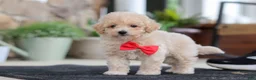 Maltipoo dogs for sale: Kolten - Ad 6