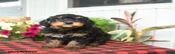 Mini Bernedoodle dogs for sale: Rizzo - Ad 5