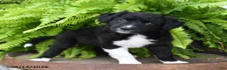 Mixed Breed dogs for sale: Jean - Ad 3