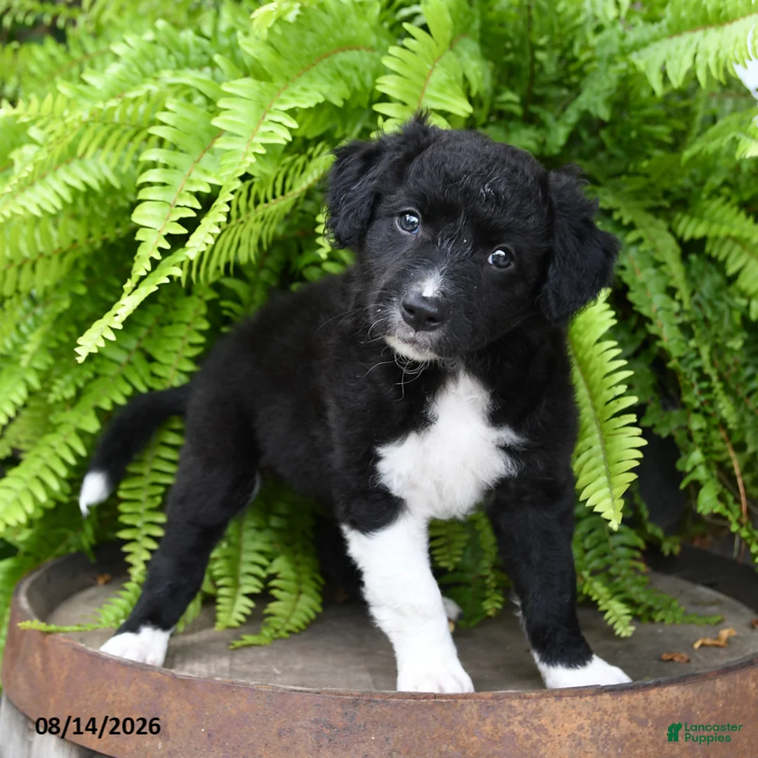 Mixed Breed dogs for sale: Jean - Ad 3