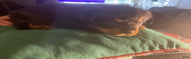 Rottweiler Puppy 1