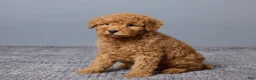Miniature Poodle dogs for sale: Remi - Ad 5