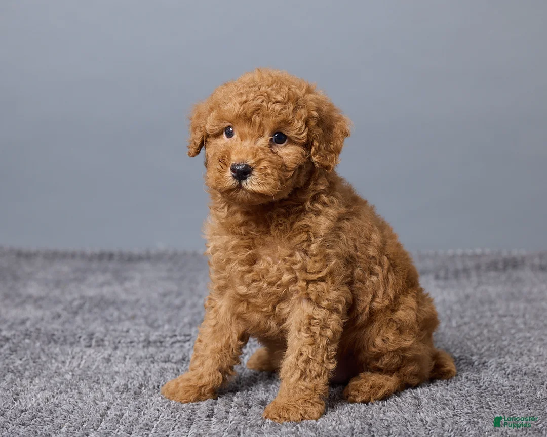Miniature Poodle dogs for sale: Remi - Ad 5