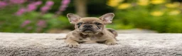 French Bulldog dogs for sale: Gretta - Ad 14