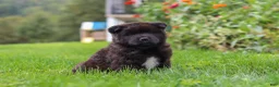 Akita dogs for sale: Nova - Ad 6