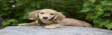 Miniature Dachshund Ian