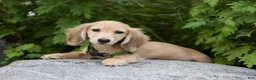 Miniature Dachshund dogs for sale: Miniature Dachshund Ian - Ad 1