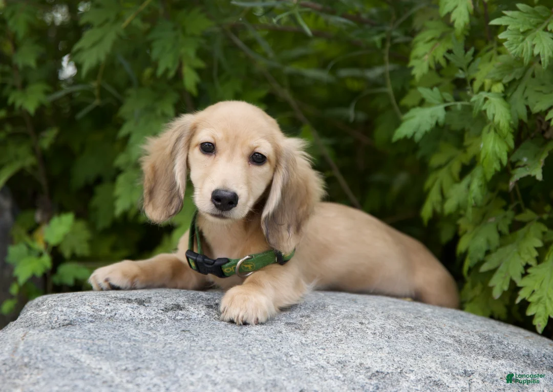 Miniature Dachshund dogs for sale: Miniature Dachshund Ian - Ad 1
