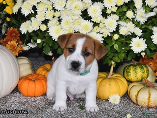 Jack Russell Terrier dogs - Ad 13