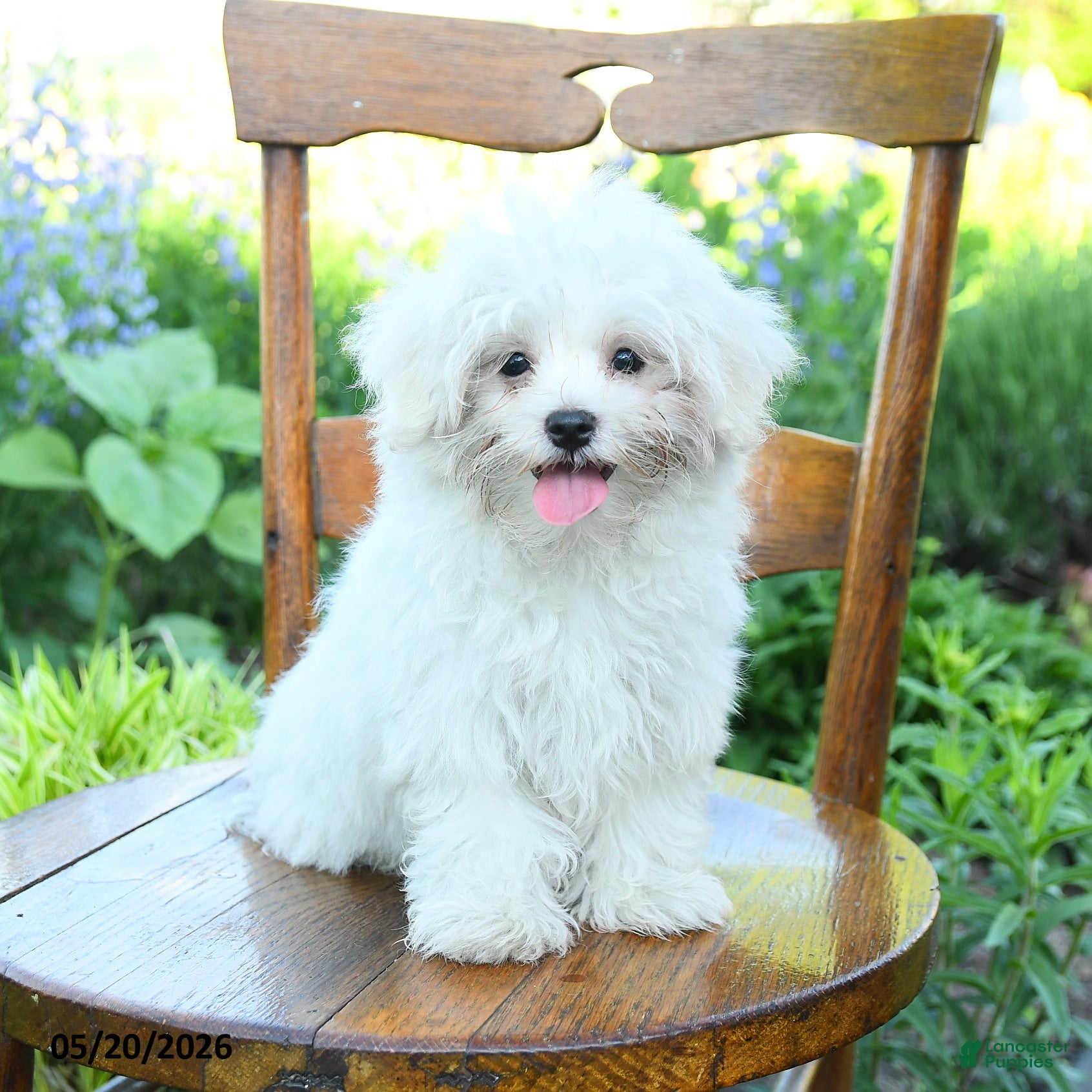 Maltese dogs Skippy - Ad 1