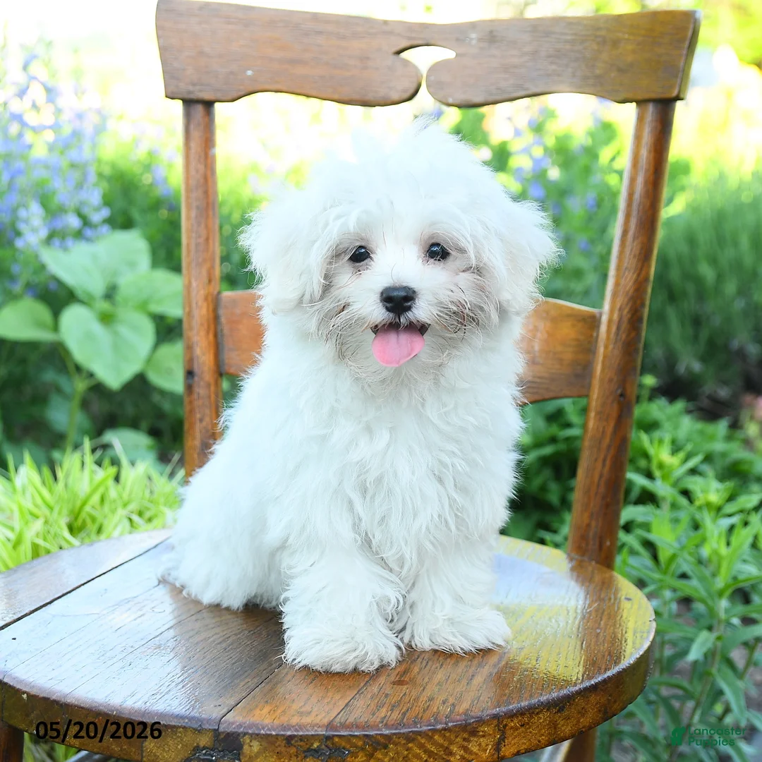 最終お値下げ MALTESE モルチーズ セット Maltese Puppies for sale in Brick Township, New Jersey | Lancaster