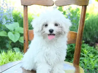 Maltese dogs for sale: Skippy - Ad 1