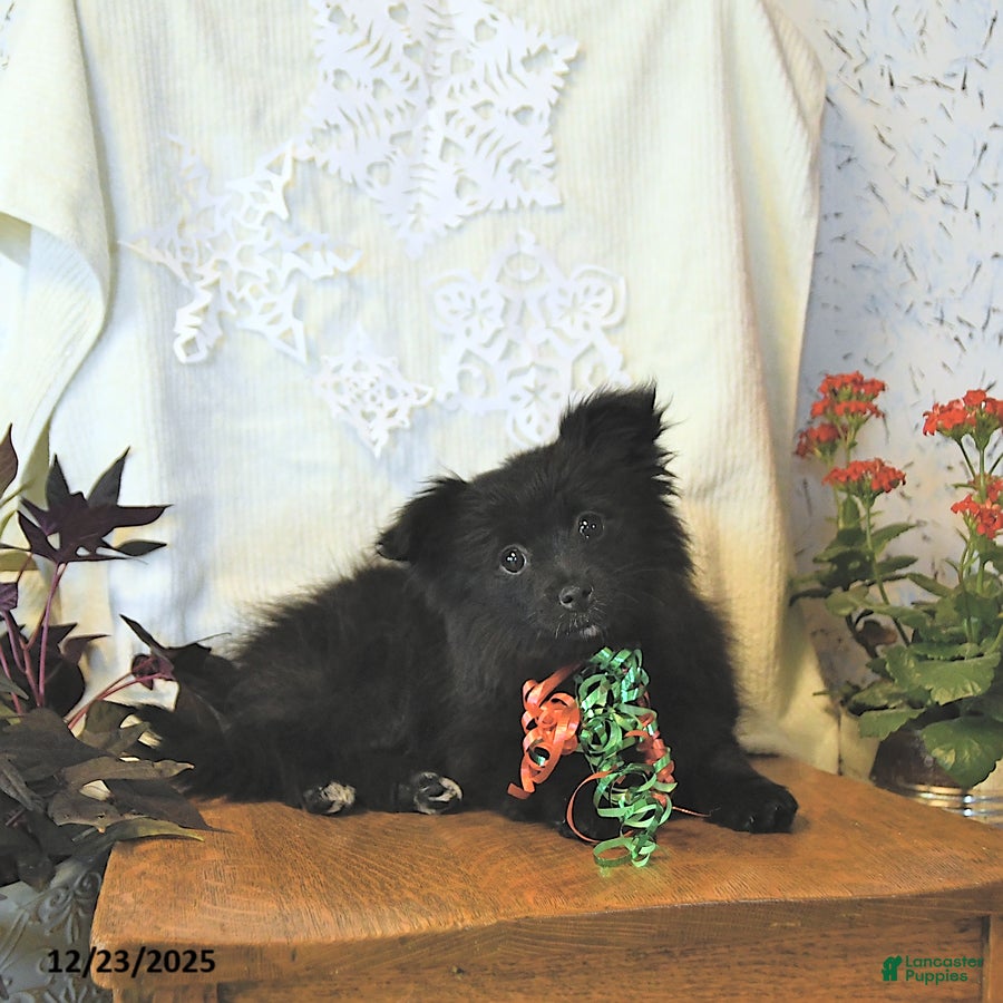 Mixed Breed dogs Daisy - Ad 1