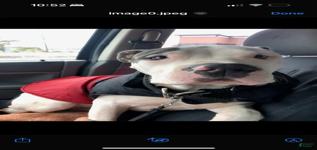 Gallery Image {{count}}