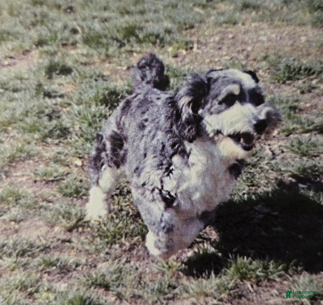 Mini Bernedoodle dogs for sale: Mini Bernedoodle Puppy 1 - Ad 3