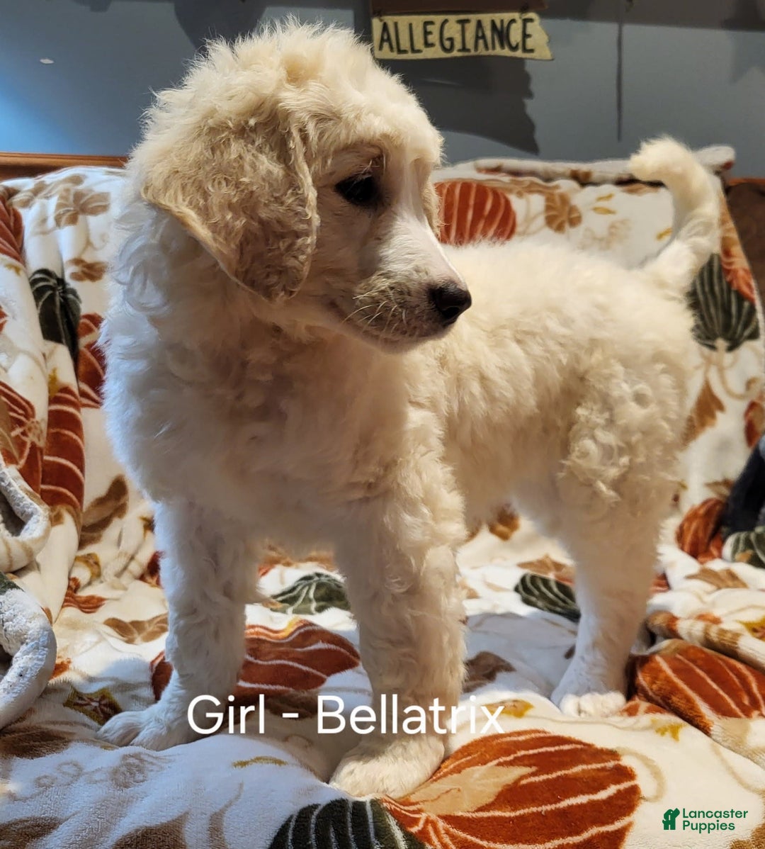 Goldendoodle St Bernard Standard Poodle Mix Saint Berdoodles
