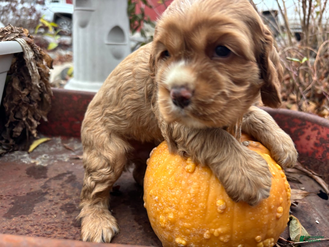 Cocker Spaniel dogs for sale: Dexter - Ad 3