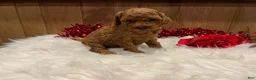 Toy Poodle dogs for sale: Toy Poodle Puppy 2 - Ad 3