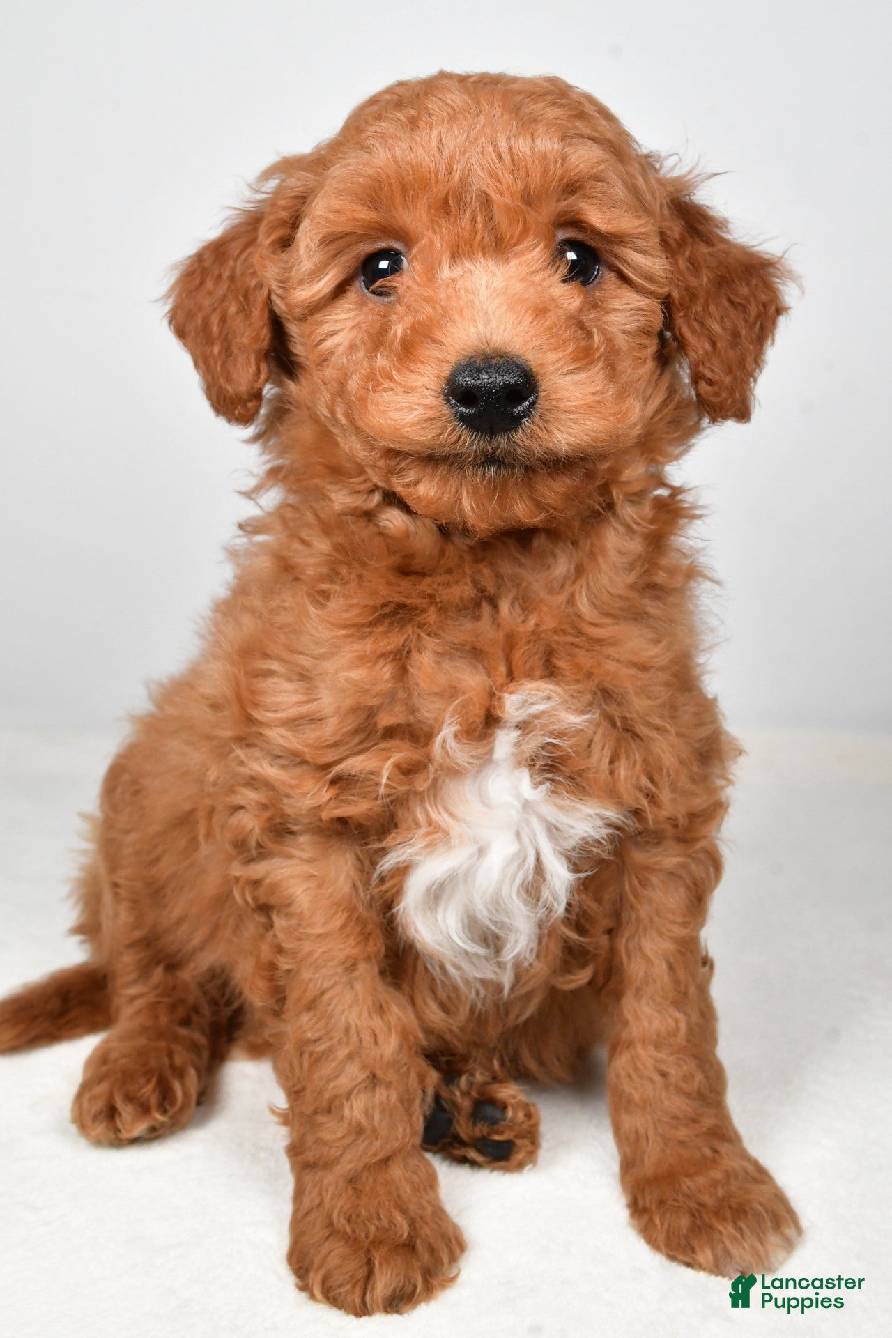Goldendoodle dogs tucker - Ad 2