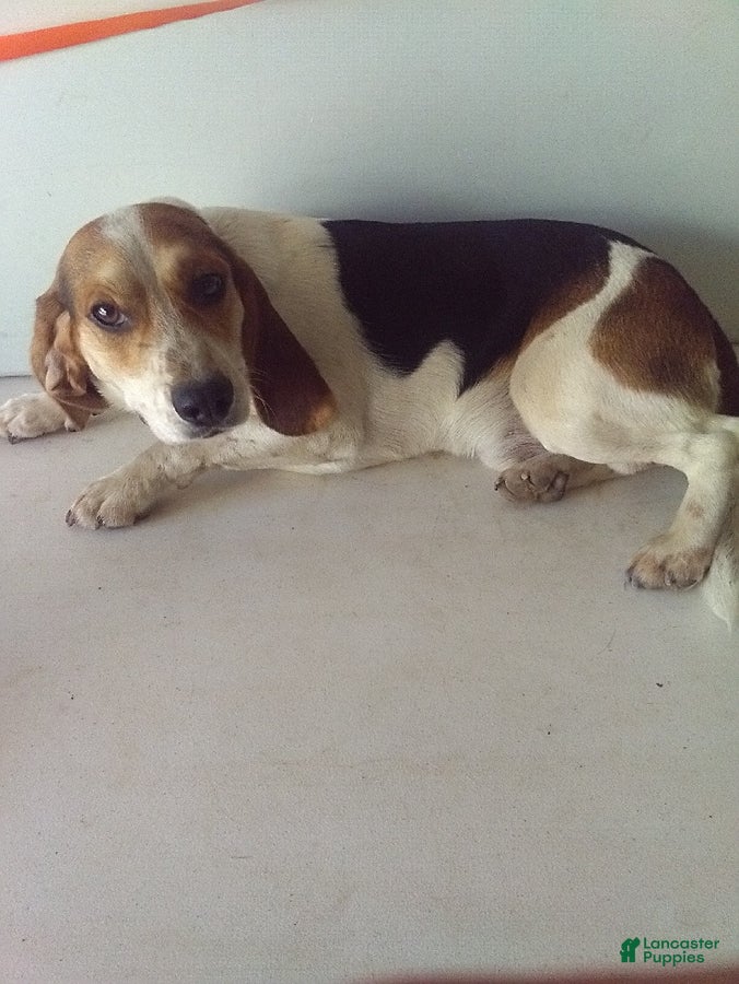 Beagle dogs for sale: Rock - Ad 4