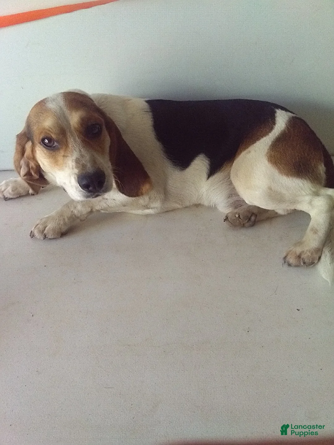 Beagle dogs for sale: Rock - Ad 1