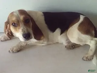 Beagle dogs Rock - Ad 19