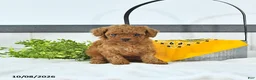 Toy Poodle dogs for sale: Cody - Ad 3