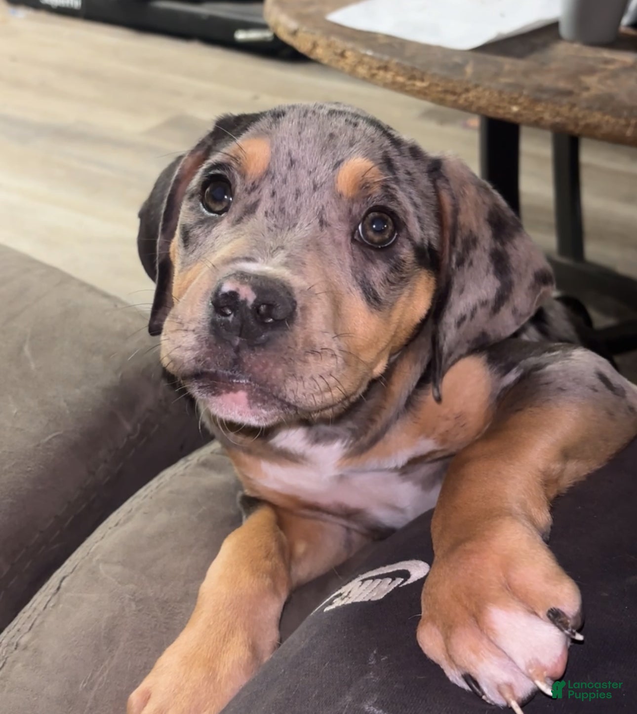 American Bully (American Bully, Female) in Enola, PA