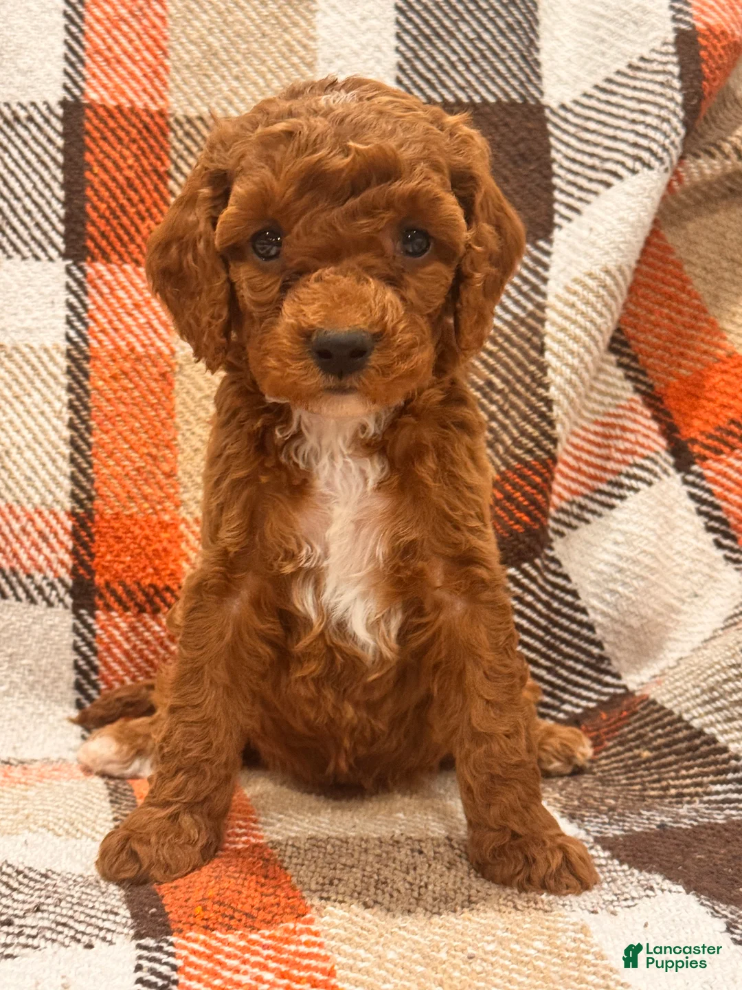 Cockapoo dogs for sale: Cockapoo Puppy 5 - Ad 1