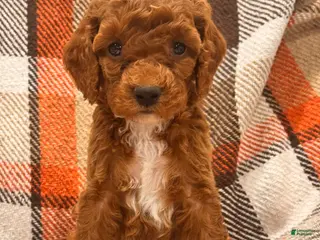 Cockapoo dogs Cockapoo Puppy 5 - Ad 42