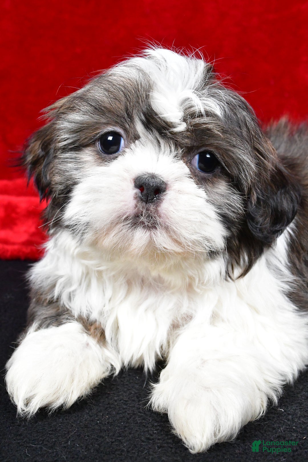 Shih Tzu dogs for sale: Darcey - Ad 8