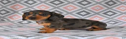 Dachshund dogs for sale: Piper - Ad 3