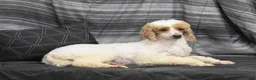 Miniature Poodle dogs for sale: Evlyn - Ad 7