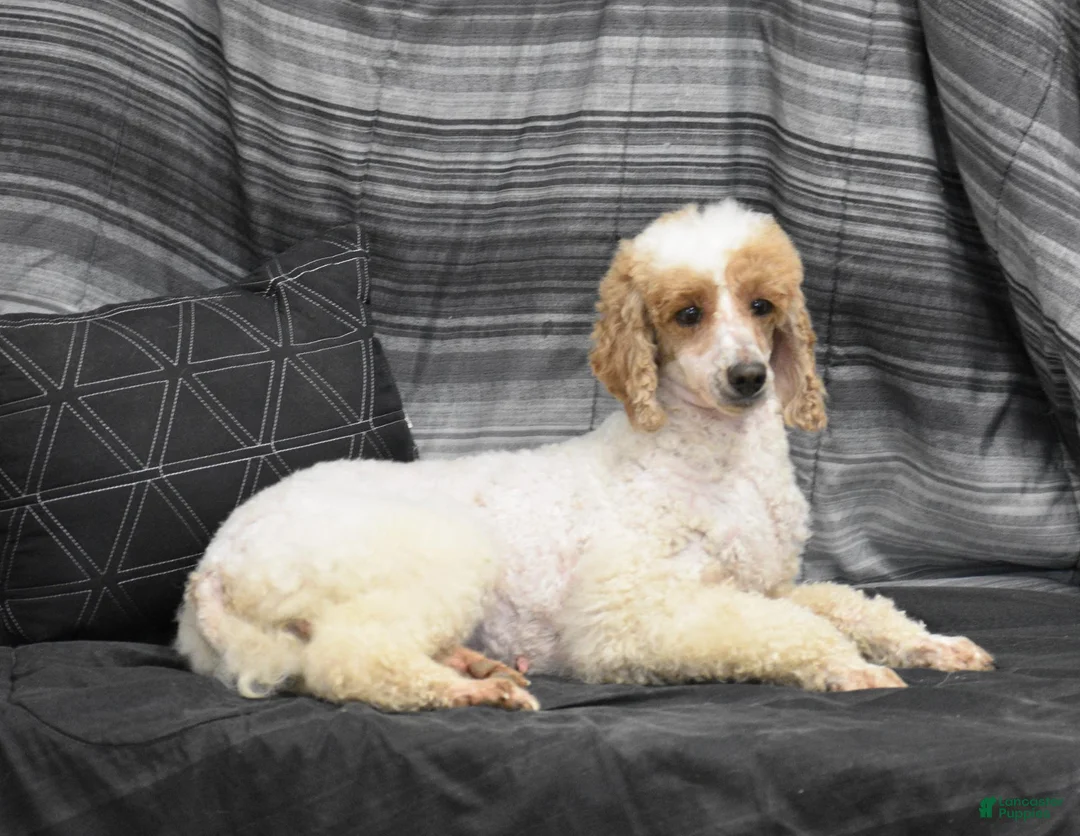 Miniature Poodle dogs for sale: Evlyn - Ad 7