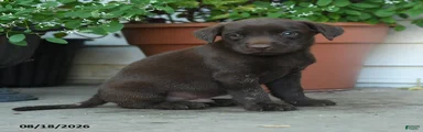 Pete