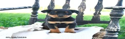 Rottweiler dogs for sale: Raider - Ad 3
