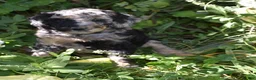 Standard Poodle dogs for sale: Standard Poodle 10 Blue Merle - Ad 8