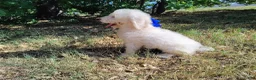 Mini Goldendoodle dogs for sale: Mini Goldendoodle 2 - Ad 3