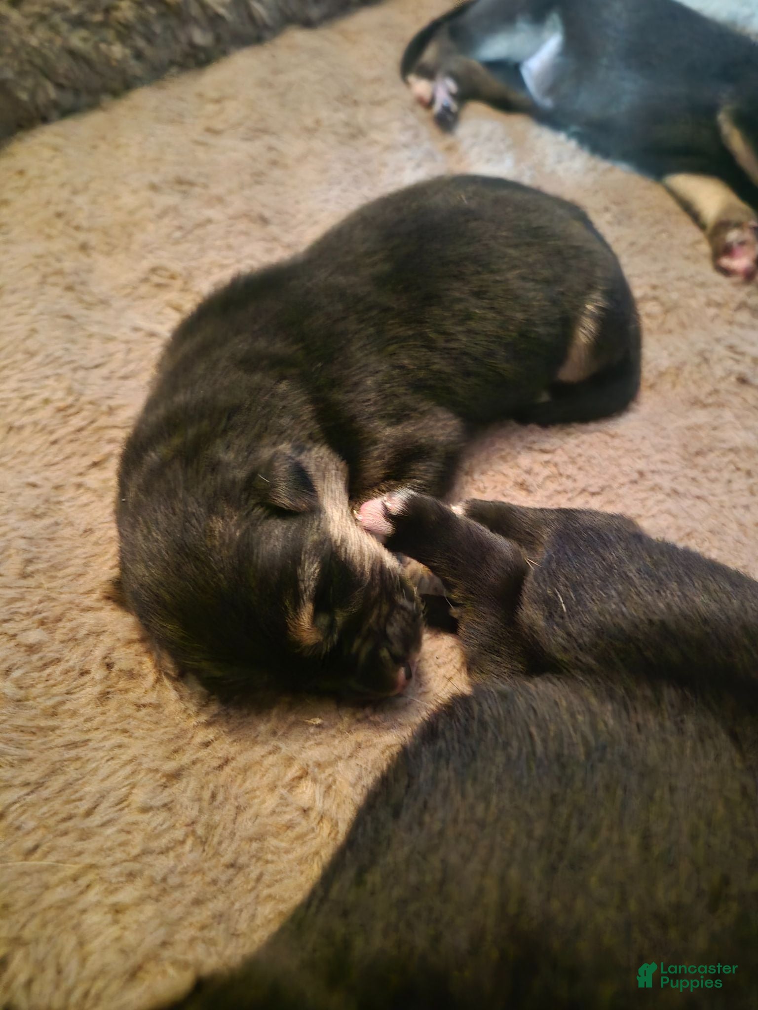 Mixed Breed dogs Mixed Breed 3 - Ad 13