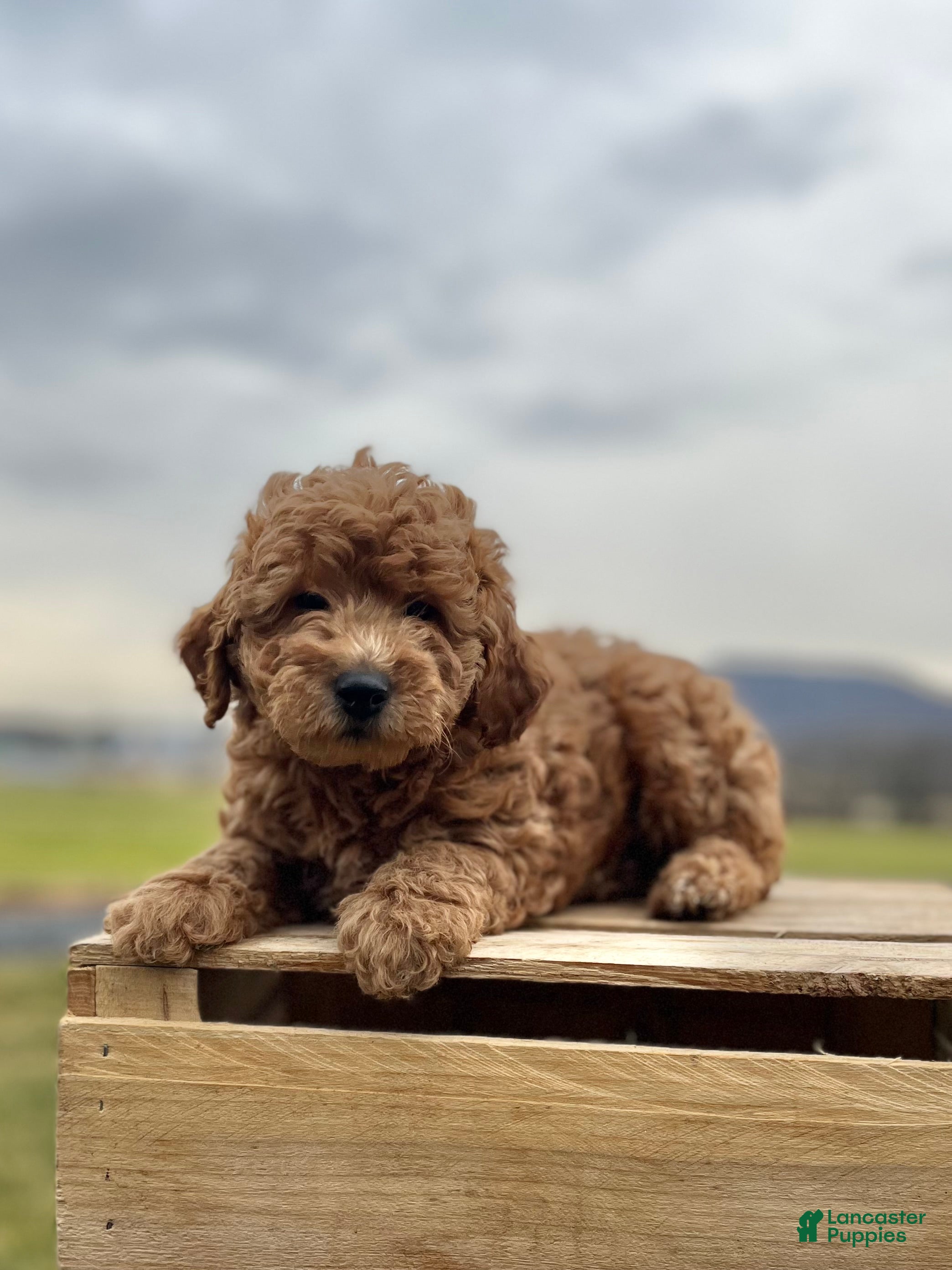 Goldendoodle dogs Goldendoodle Puppy 3 - Ad 34