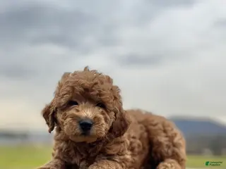 Goldendoodle dogs Goldendoodle Puppy 3 - Ad 41