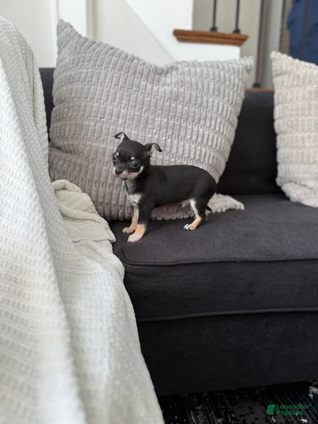 Chihuahua dogs for sale: Tito Black&Tan  - Ad 1