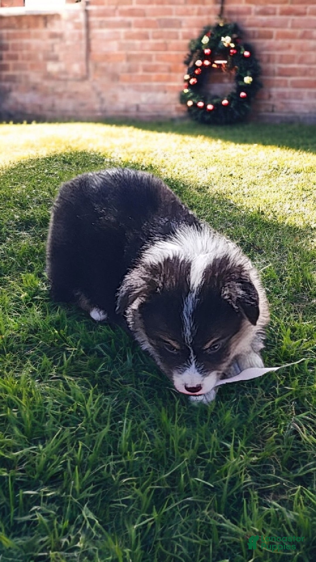 Welsh Corgi Pembroke dogs for sale: Blitzen fluffy  - Ad 9