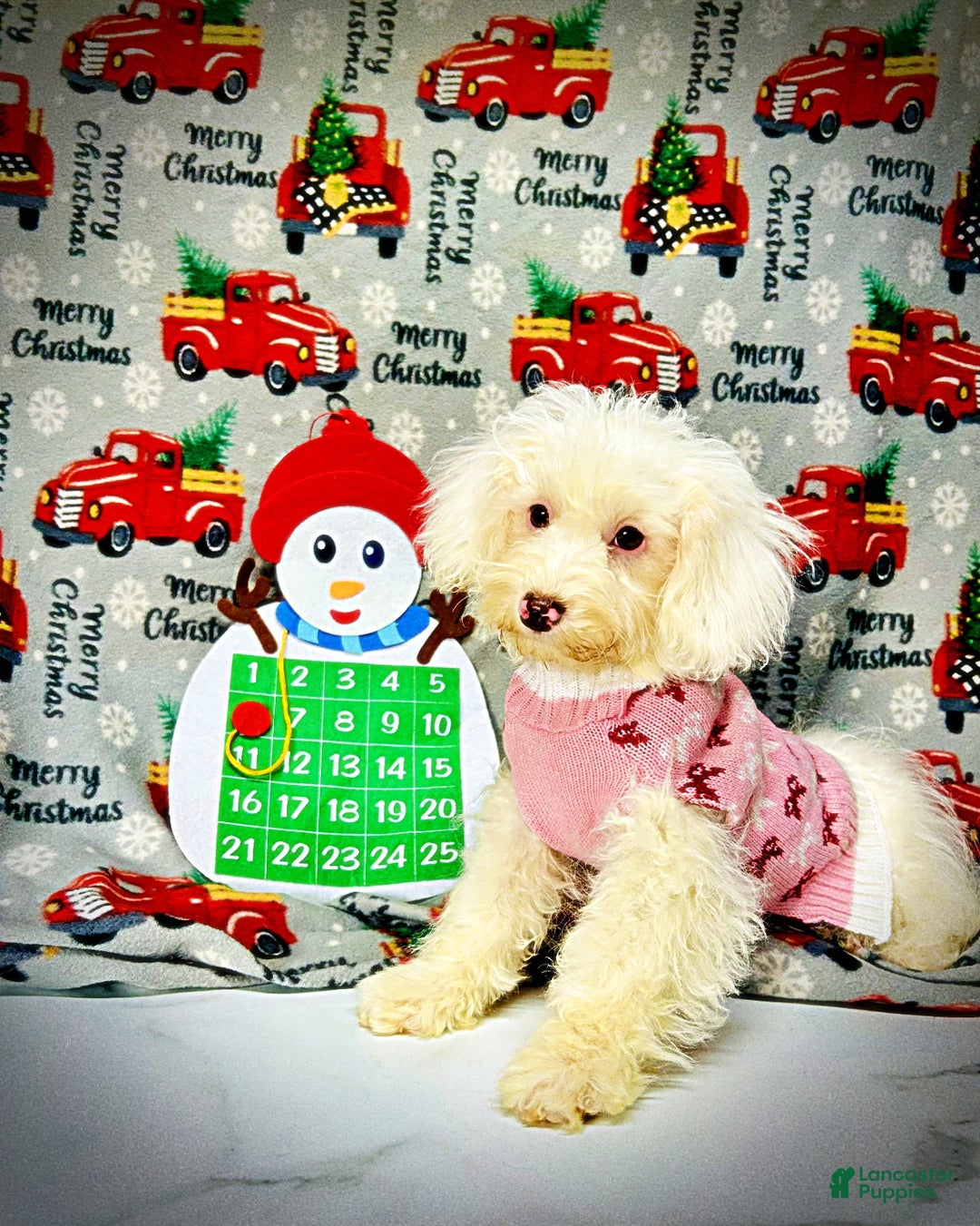 Havapoo dogs for sale: Queenie - Ad 14