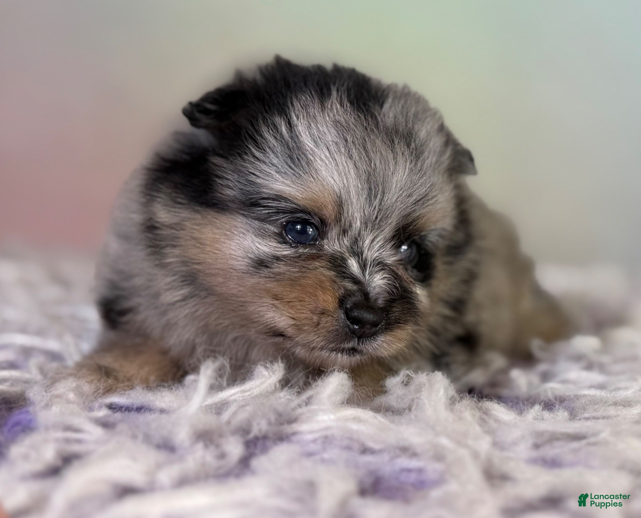 Pomeranian dogs Tulip - Ad 1