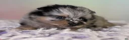 Pomeranian dogs for sale: Tulip - Ad 1